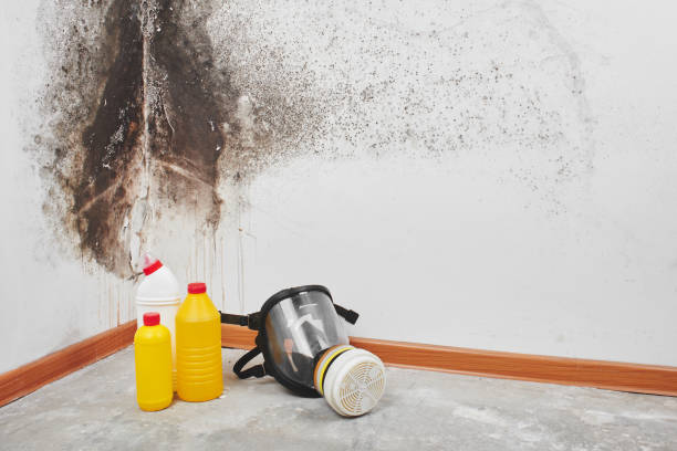 Best Toxic Mold Removal  in Weed, CA