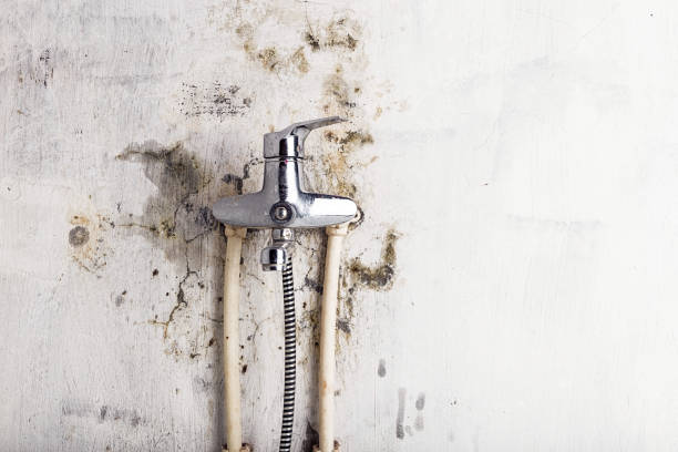 Best Mold Removal Company Near Me  in Weed, CA