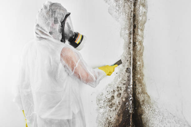 Best Best Mold Removal Companies  in Weed, CA