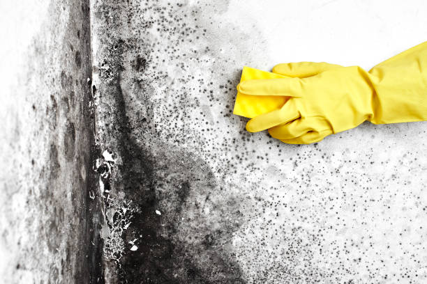 Best Mold Remediation  in Weed, CA