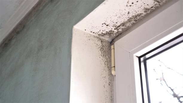 Best Local Mold Removal Service  in Weed, CA