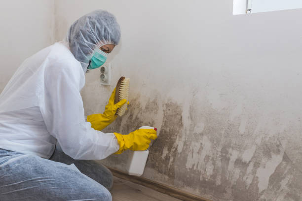 Best Residential Mold Removal  in Weed, CA