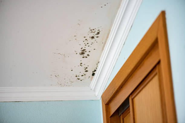 Best Emergency Mold Removal  in Weed, CA