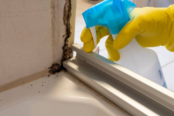 Best Office Mold Removal Services  in Weed, CA