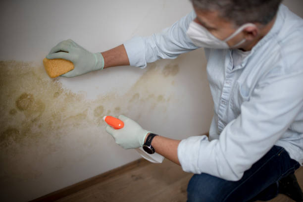 Best Emergency Mold Removal  in Weed, CA