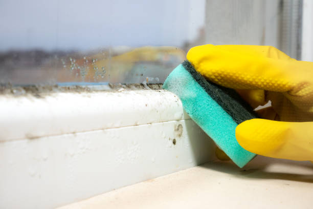 Reliable Weed, CA Mold Removal Solutions