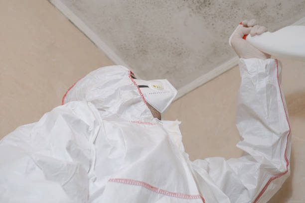 Best Affordable Mold Removal  in Weed, CA