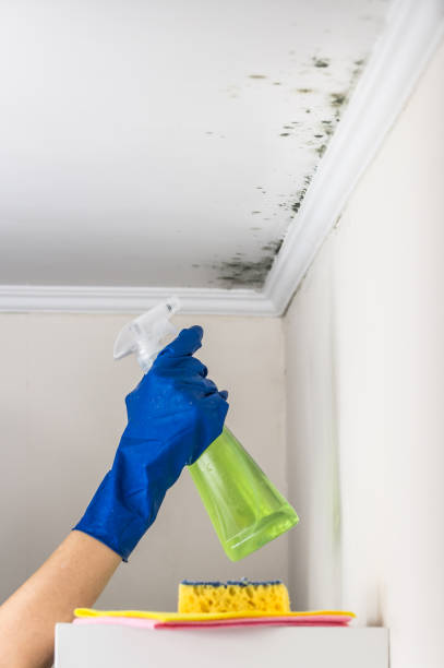 Mold Testing and Removal in Weed, CA