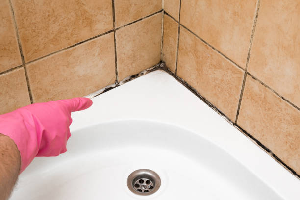 Best Same-Day Mold Removal  in Weed, CA