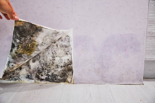 Best Commercial Mold Removal  in Weed, CA